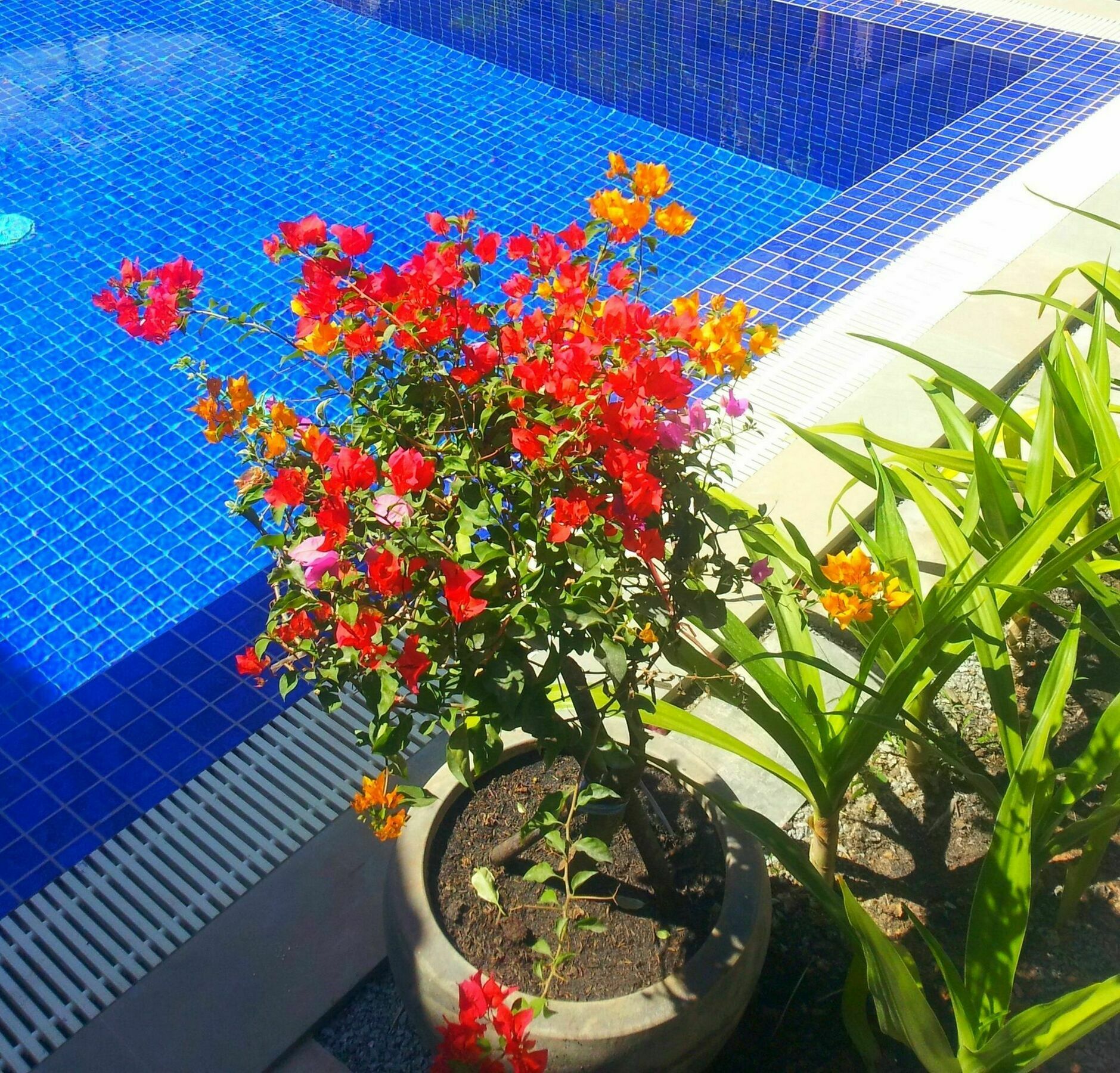 Sweet Mango Villa Siem Reap Eksteriør bilde